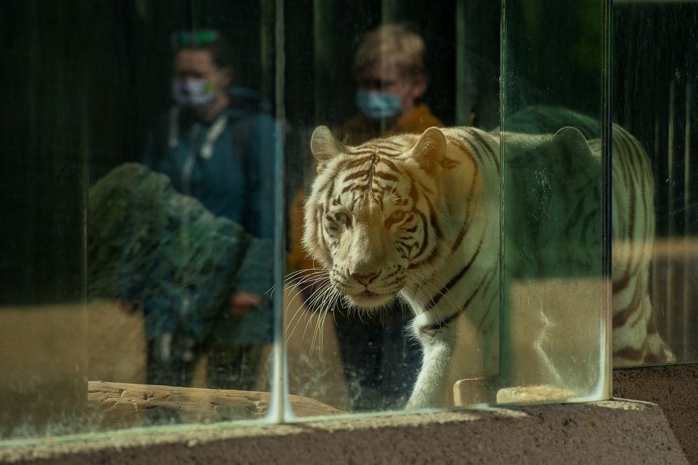 Po sedmi týdnech se otevřela pro návštěvníky Zoologická zahrada v Liberci (30. 4. 2020).