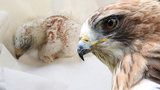 Liberecká zoo je první na světě: Odchovala orla nejmenšího!