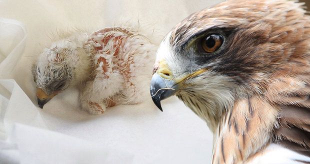 Liberecká zoo je první na světě: Odchovala orla nejmenšího!