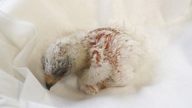 Ornitologům v liberecké zoo se podařilo odchovat mládě vzácného orla nejmenšího. Usilovali o to 10 let a teď je Zoo Liberec první na světě.