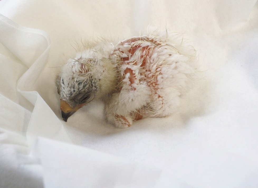 Ornitologům v liberecké zoo se podařilo odchovat mládě vzácného orla nejmenšího. Usilovali o to 10 let a teď je Zoo Liberec první na světě.