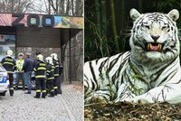Drama v liberecké zoo: Bílý tygr napadl ošetřovatele! Chytil ho za hlavu a odnesl v zubech