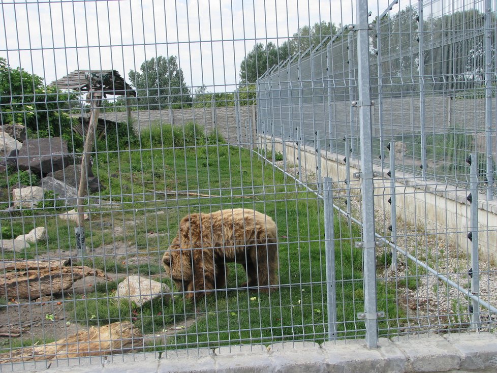 Medvědice, která celý život vystupovala v cirkuse, tráví v zoo Malkia Park důchod.