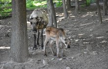 Zvířata se  v zavřené zoo činila: Mravenečníci i sobi mají mladé!