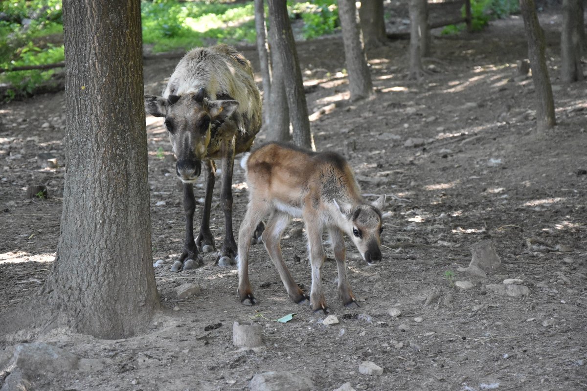 Plemenný samec sobů polárních zplodil v době koronové hned šest mláďat.   Bílé, černé, hnědé, šedivé, zrzavé i žíhané.