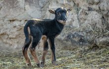 Prvním letošní přírůstky Zoo Praha: Beránek ovce kamerunské a želva tuniská