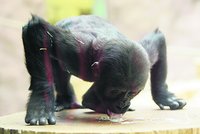Gorilí slečna Moja slavila už čtyři roky