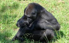 Moja slaví devaté narozeniny! Chovatelé ve Španělsku: Žárlí na jiné gorily!