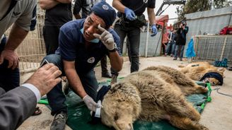 Zvířata trpí válkou: Z mosulské zoo zachránili poslední přeživší - medvěda a lva