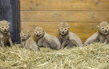 V pražské zoo pokřtili paterčata gepardů!