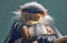 Opičí »mateřská«: Starost o potomka dá zabrat
