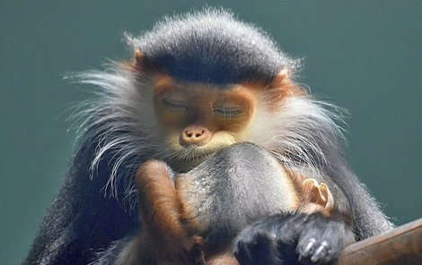 Únava je na pětileté opičí mámě Yai znát: Jen přivřu očka...