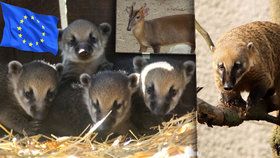 České zoo se neshodly na postoji k evropskému nařízení o likvidaci invazivních druhů.