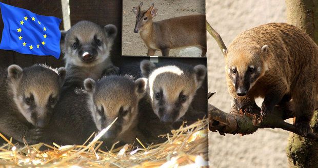 „Syřany přijmeme, cizí zvířata zabijeme?“ Ředitelé zoo komentují nařízení z EU