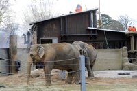 Požár v německé zoo: 26 zvířat uhořelo!