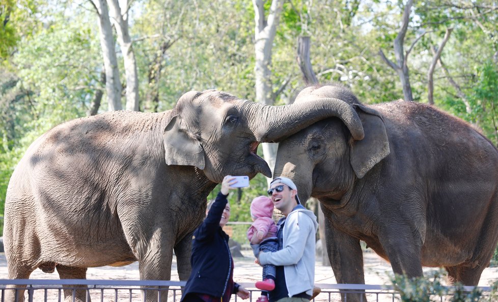 I v Německu již otevřely zoo (28.4.2020)