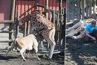 Žirafu v norské zoo zabila antilopa: Probodla jí břicho rohem!