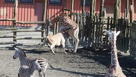 Žirafu v norské zoo zabila antilopa, která ji nabodla na své rohy!