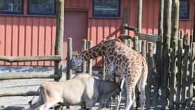 Žirafu v norské zoo zabila antilopa, která ji nabodla na své rohy!