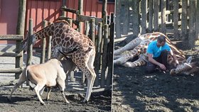 Žirafu v norské zoo zabila antilopa, která ji nabodla na své rohy!