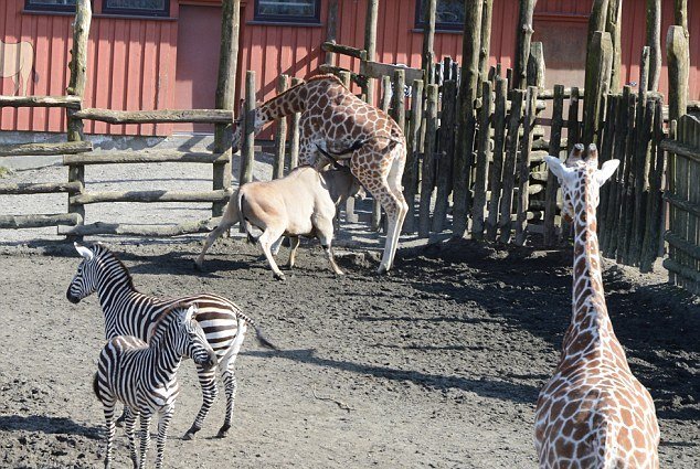 Žirafu v norské zoo zabila antilopa, která ji nabodla na své rohy!