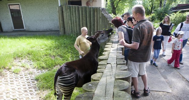 Krasavce okapi s pruhovanýma nohama jsme zastihli při svačince. Je jedním z unikátů, na který jsou zaměstnanci zoo náležitě hrdi.