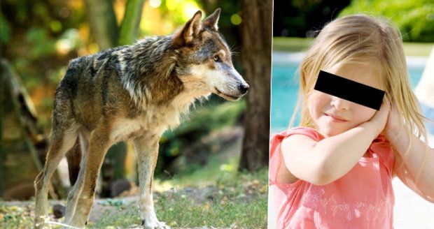 Dívku (3) v olomoucké zoo pokousal vlk: Nebyla to naše chyba, brání se zahrada