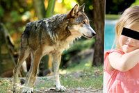 Dívku (3) v olomoucké zoo pokousal vlk: Nebyla to naše chyba, brání se zahrada