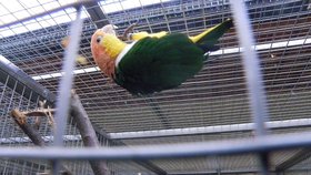 V papouščí zoo v Bošovicích většina opeřenců zimuje ve vnitřních ubikacích. Ptačí chřipka by je od volně poletujících druhů neměla ohrozit.