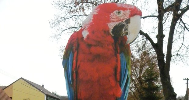 V brněnské zoo i v papouščí zoo v Bošovicích na Vyškovsku situaci kolem ptačí chřipky pozorně sledují a reagují na její vývoj.