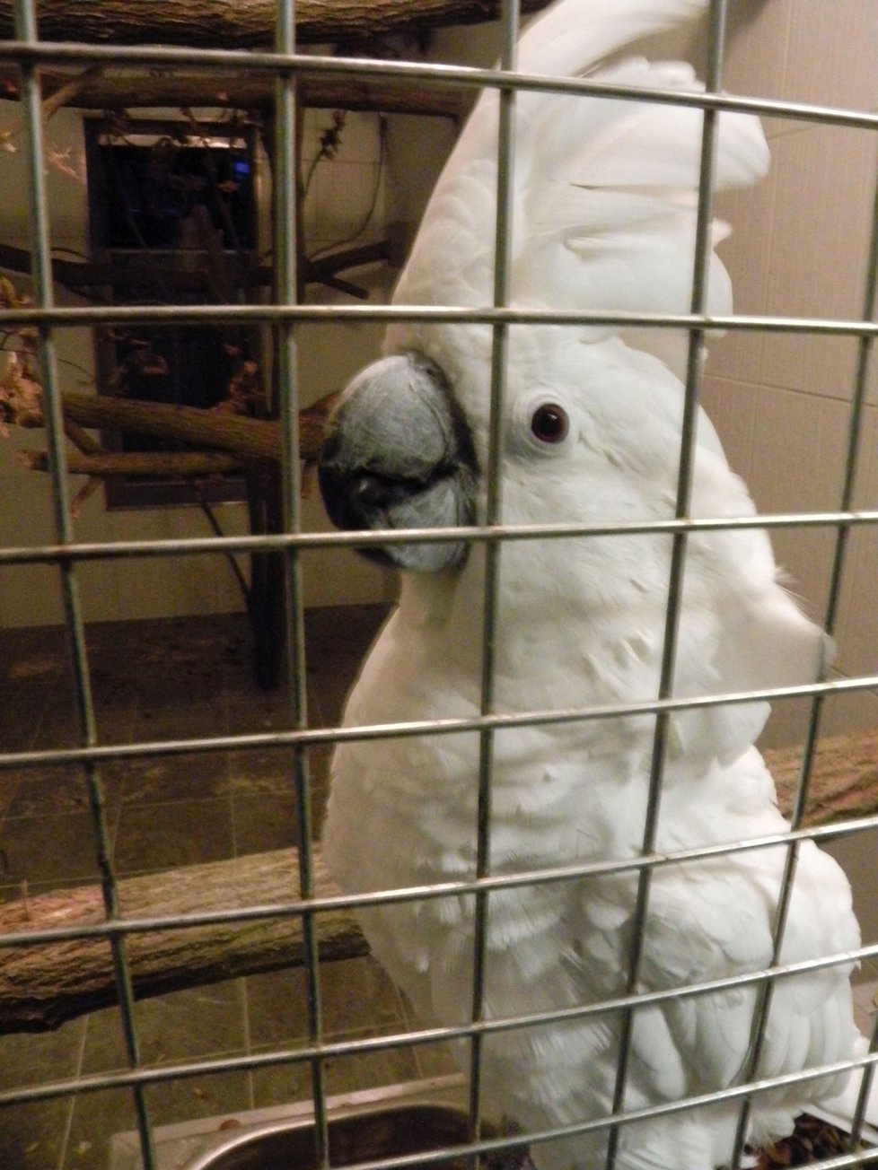 V papouščí zoo v Bošovicích většina opeřenců zimuje ve vnitřních ubykacích. Ptačí chřipka by je od volně poletujících druhů neměla ohrozit.