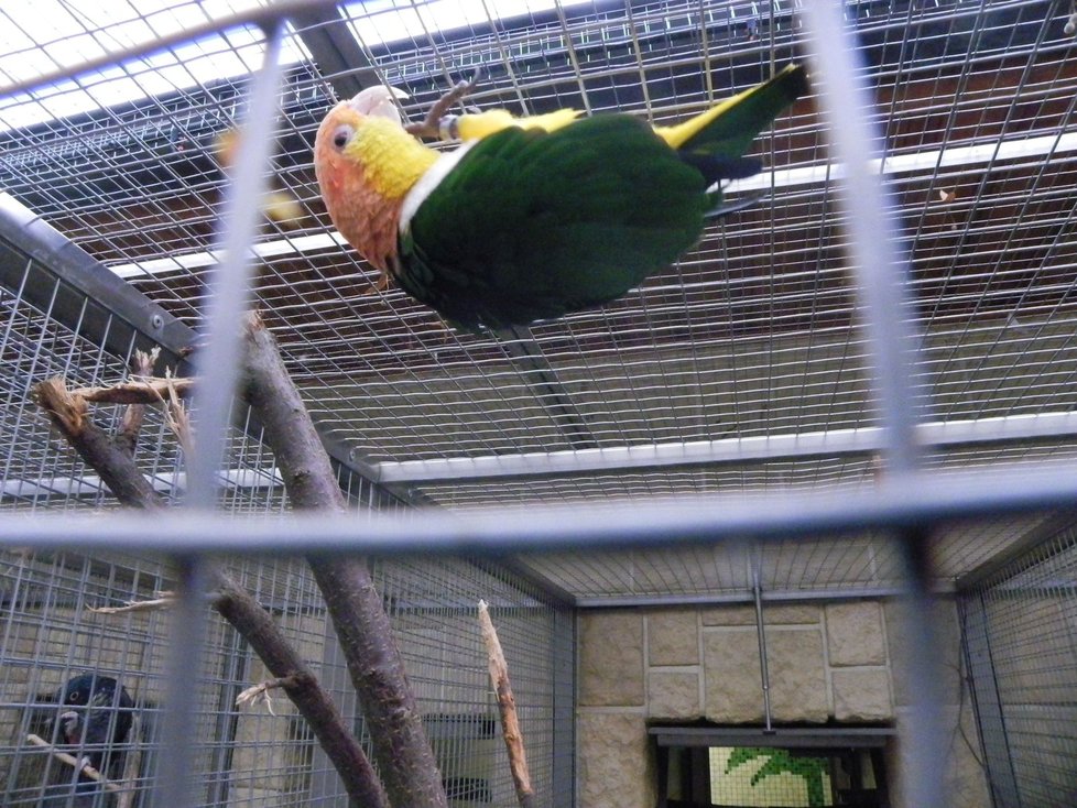 V papouščí zoo v Bošovicích většina opeřenců zimuje ve vnitřních ubikacích. Ptačí chřipka by je od volně poletujících druhů neměla ohrozit.