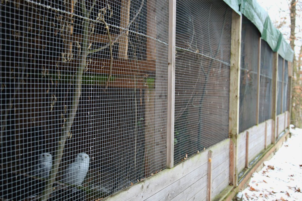 V brněnské zoologické zahradě zakryli střechy voliér plachtami. Kvůli hrozbě ptačí chřipky nehodlají nic podcenit.