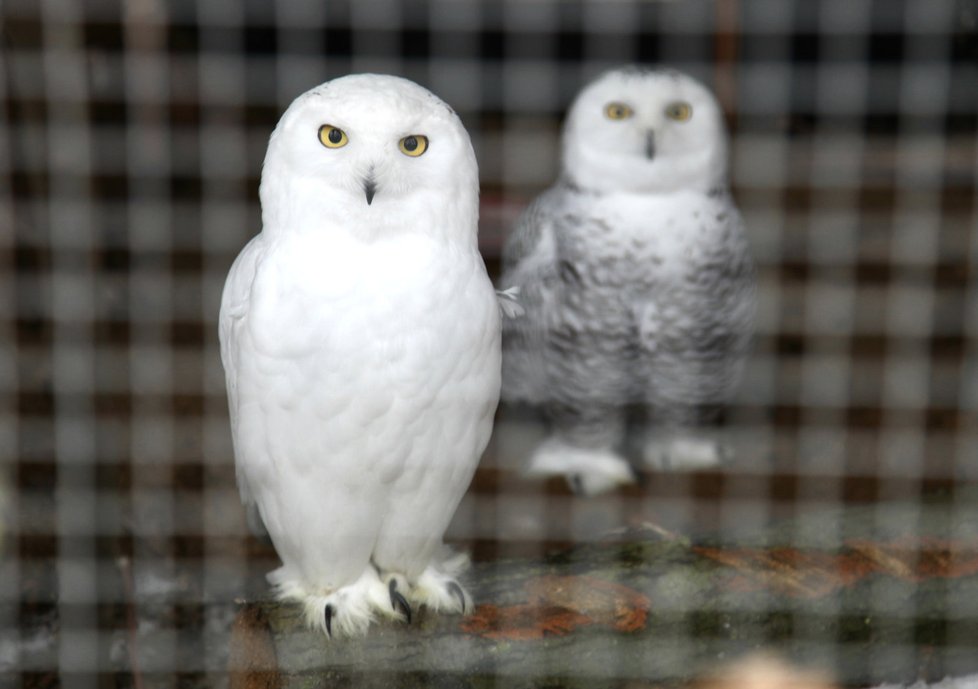 V brněnské zoologické zahradě zakryli střechy voliér plachtami. Kvůli hrozbě ptačí chřipky nehodlají nic podcenit.