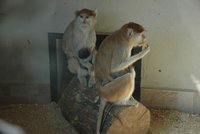 Dvě opičí sestry si vyměňují mláďata