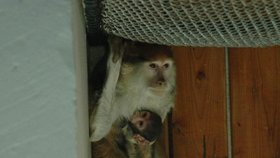 Kočkodani husarští jsou velmi společenské opice. Mají tak silné rodinné vazby, že pro sestry není problém vzájemně si vyměňovat mláďata. Ošetřovatelé tak jen stěží vědí, zda Lora krmí mládě své nebo své sestry Báry.