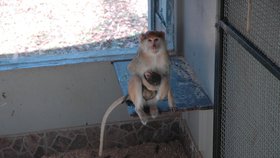 Samice se o malé kočkodánky perfektně starají. Opičátka mají neustále přitisknuta na břichu.