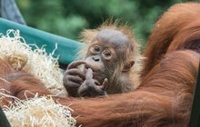 Mládě orangutana Kawi v Zoo Praha slaví: UŽ JE MU ROK!