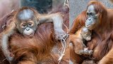 Vzácná chvíle u orangutanů v Zoo Praha. Diri už máma dovolí chovat malého brášku 