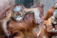 Radostná zpráva v zoo: Orangutanka Diri je v očekávání! Přírůstek do tlupy čekají i gorily