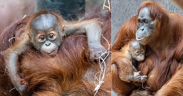 Vzácná chvíle u orangutanů v Zoo Praha. Diri už máma dovolí chovat malého brášku 