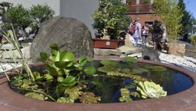 Ostravská zoologická zahrada představila novou expozici nazvanou Zahradní umění Dálného východu. U vstupu do areálu zoo si v ní návštěvníci mohou prohlédnout bonsaje a vzrostlé tvarované, takzvané ornamentální stromy.