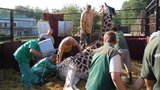 Dvě unikátní vyšetření v zoo: Už se ví, proč žirafa nemá potomky!