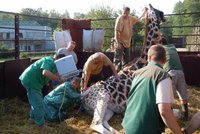 Dvě unikátní vyšetření v zoo: Už se ví, proč žirafa nemá potomky!
