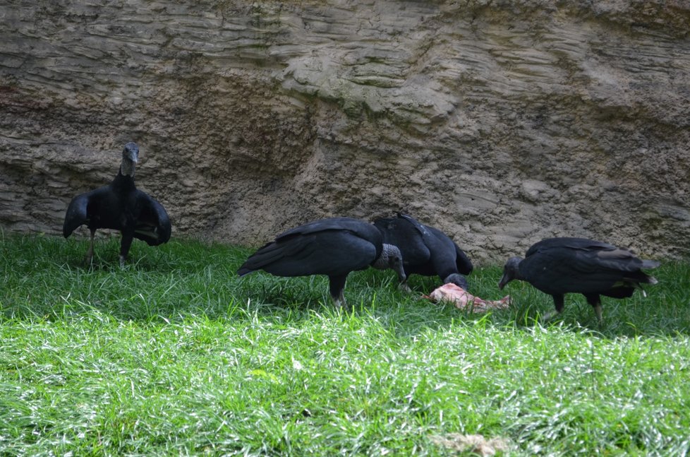 Největší pýchou největší průchozí voliéry v Zoo Ostrava jsou kondoři havranovití.