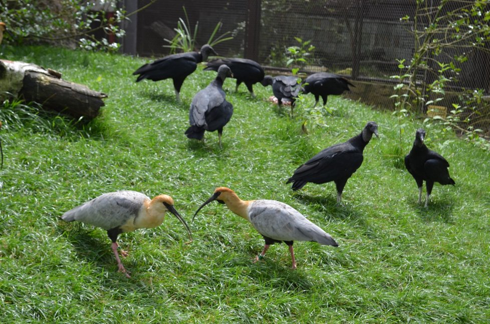 O kus masa se kondoři servali s dalšími obyvateli voliéry, ibisy šedokřídlými.