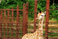 Ostravská zoo oslavuje přírůstek žirafy Rotschildovy