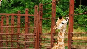 Sameček žirafy Rotschildovy se má směle k světu