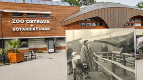 Zoo Ostrava slaví 70 let. Začínala jako koutek se srncem a bažanty, nyní je druhou největší zahradou u nás.