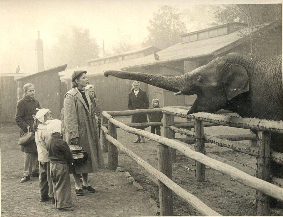 Slon Pepík ještě v zookoutku v Ostravě Kunčičkách (1959).